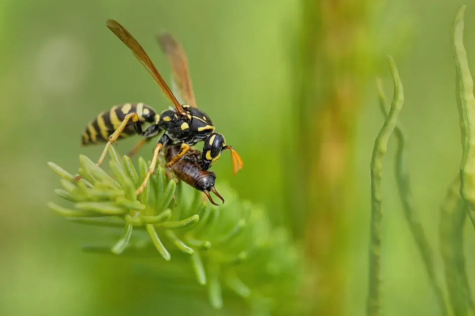 Paper Wasp — Pest Control Paper Wasp — Pest Control — Paper Wasp, Earwig, Conifer Needles, Pest Control, Pest Control