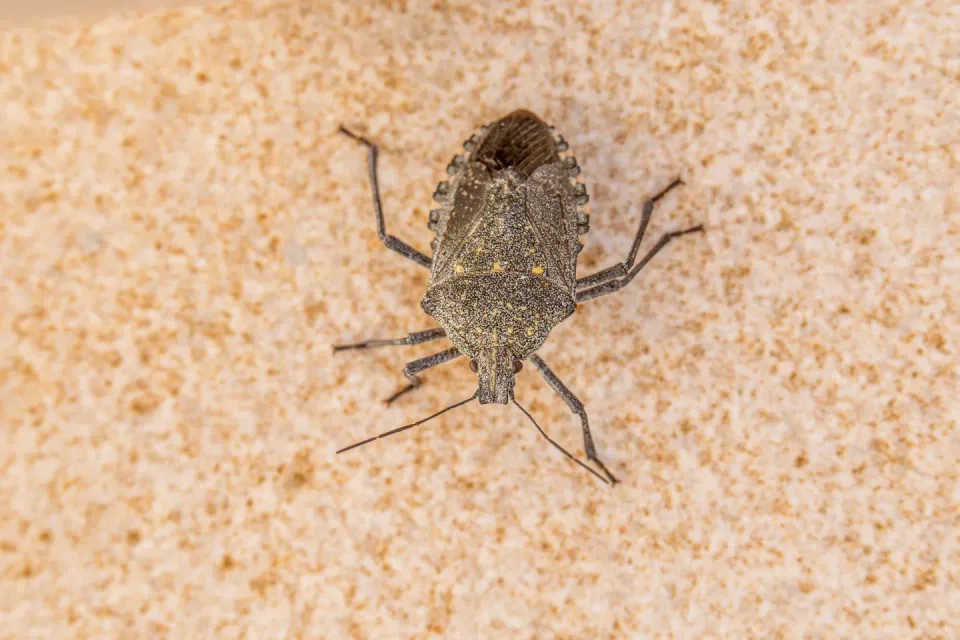 Stink Bug — Pest Control — Stink Bug, Insect, Legs, Pest Control, Pest Control